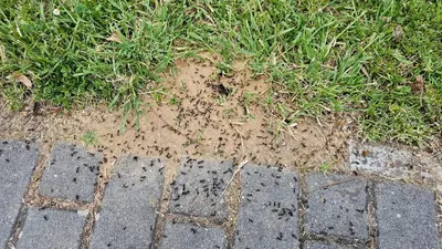 Ameisen im Garten: Wann stören sie wirklich? – Zwischen Nützling und Plagegeist