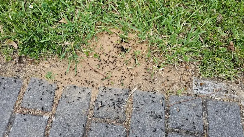 Ameisen im Garten: Wann stören sie wirklich? – Zwischen Nützling und Plagegeist