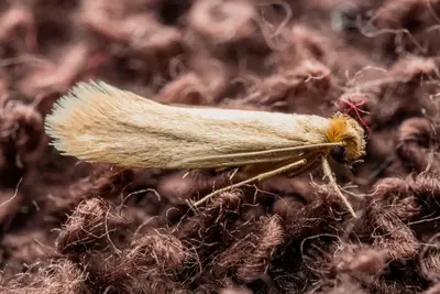 Kleidermotten im Haushalt – Erkennen, Bekämpfen und Vorbeugen