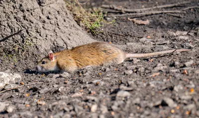 Rattenbefall erkennen – typische Spuren, Geruch und Nestbau