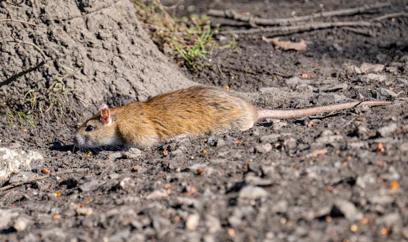 Rattenbefall erkennen – typische Spuren, Geruch und Nestbau