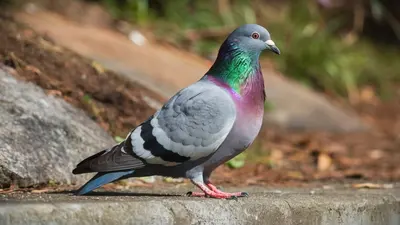 Rechtliche Aspekte der Vogelabwehr – was erlaubt ist und was nicht