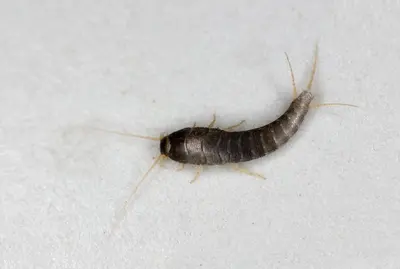 Sind Silberfischchen gefährlich?