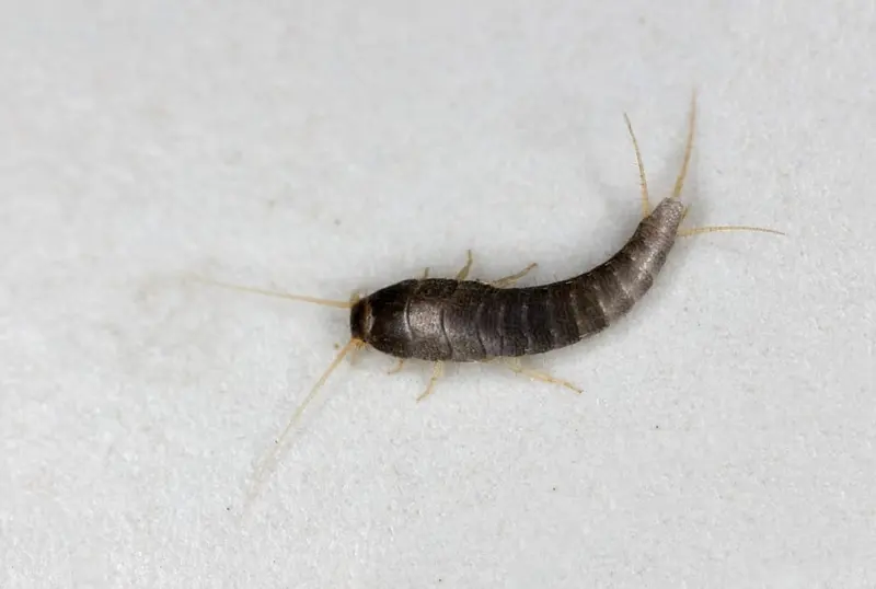 Sind Silberfischchen gefährlich?
