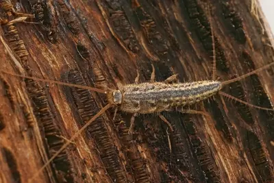 Ursachen für Silberfischchen im Haus – warum sich die kleinen Insekten so wohl fühlen