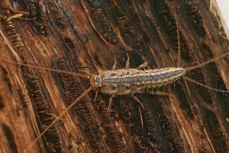 Ursachen für Silberfischchen im Haus – warum sich die kleinen Insekten so wohl fühlen