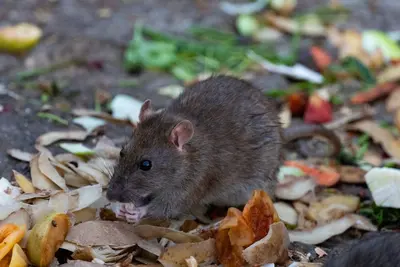 Warum Ratten so gefährlich sind – Gesundheitsrisiken und Sachschäden im Überblick