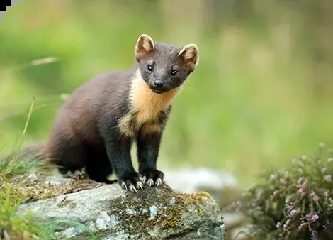 Baummarder