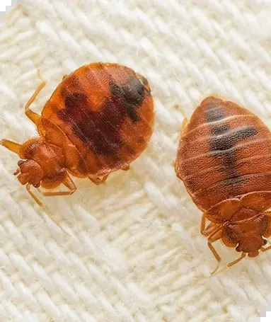 Bettwanzen — Stiche in Reihe, Blutpunkte auf dem Laken, dunkle Krümel an der Matratzennaht.