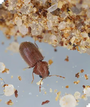 Brotkäfer — Kleine Löcher in Mehl- und Gewürzpackungen, Käfer am Fensterbrett.