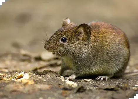 Feldmaus