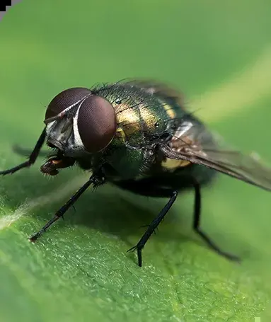 Fliegen — Plötzlich viele auf einmal — meist ein Brutherd in der Nähe.