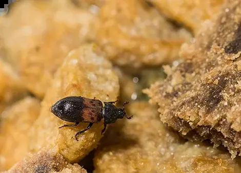 Speckkäfer — Larvenhäute in Vorräten, Fraß an Trockenfutter, Fell und Federn.