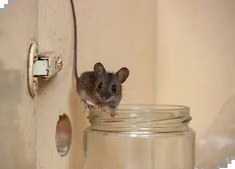Hausmaus