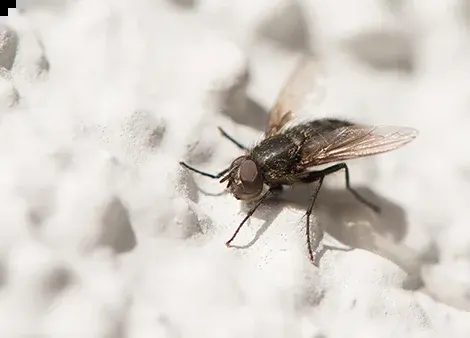 Kleine Stubenfliege