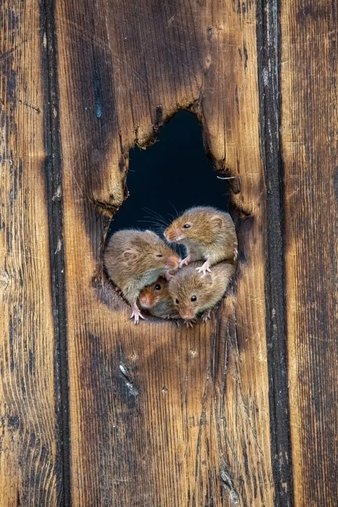 Mäuse — Kotkrümel hinter dem Schrank, angenagte Packungen, nachts Kratzen in der Wand.