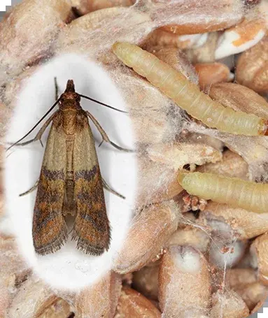 Motten — Gespinste im Müsli oder Löcher im Wollpullover — zwei verschiedene Arten.