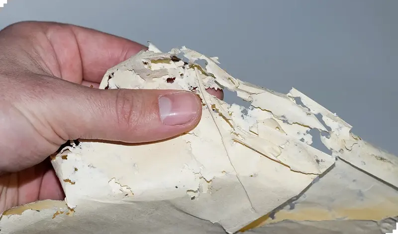 Papierfischchen — was Sie wissen sollten