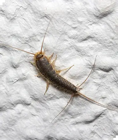 Papierfischchen — Matt grau, längere Anhänge als das Silberfischchen, frisst Papier.