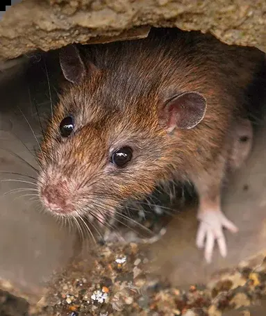 Ratten — Laufwege am Mauerfuß, Kot in Wurstform, süßlich-muffiger Geruch im Keller.