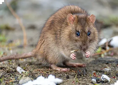 Schermaus
