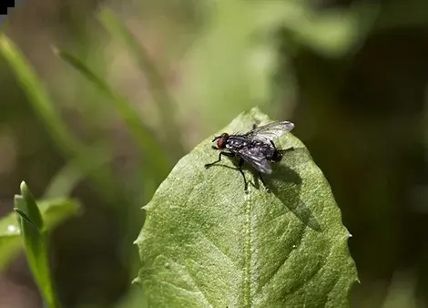 Schmeißfliege