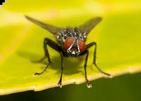 Stubenfliege