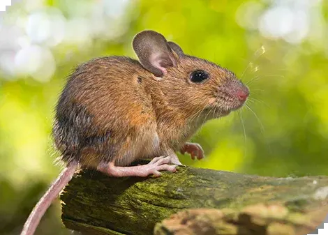 Waldmaus