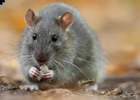 Wanderratte