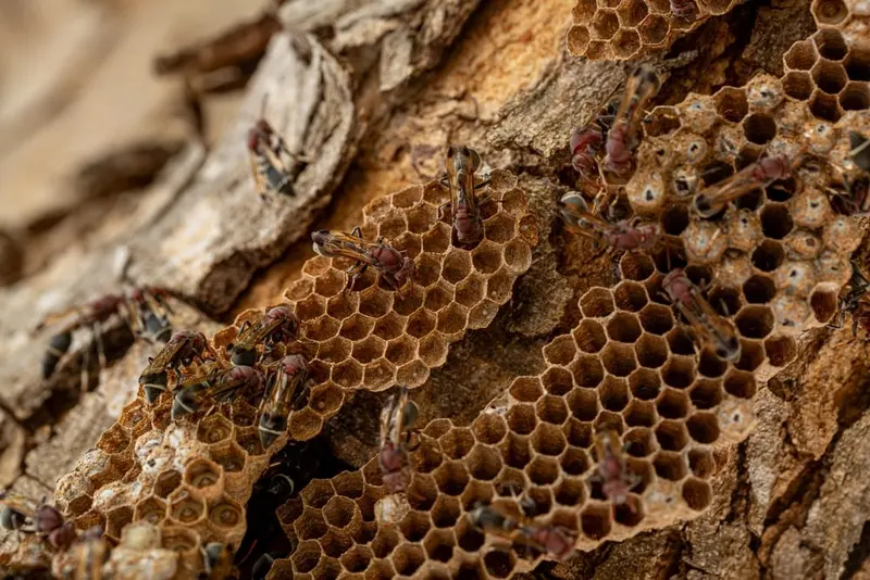 Wespen — Nest im Rollladenkasten oder unter der Dachpfanne, ständiger Anflug.