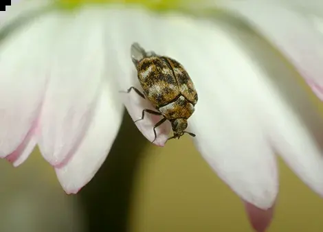 Der Wollkrautblütenkäfer