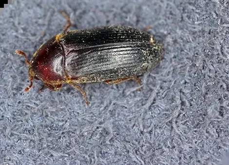 Der Zweifarbig Behaarter Speckkäfer