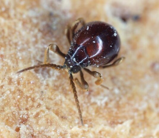 Kugelkäfer bekämpfen