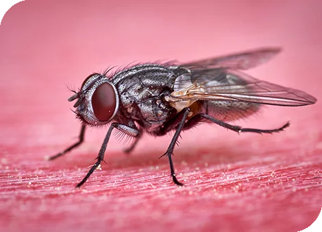 Fleischfliege.png