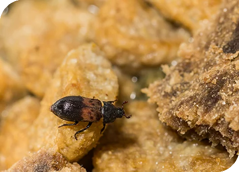 Gemeiner-Speckkaefer.png