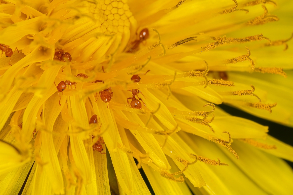 Bright,Close-up,Macro,Of,Pharaoh,Ant,(monomorium,Pharaonis),Feeding,On