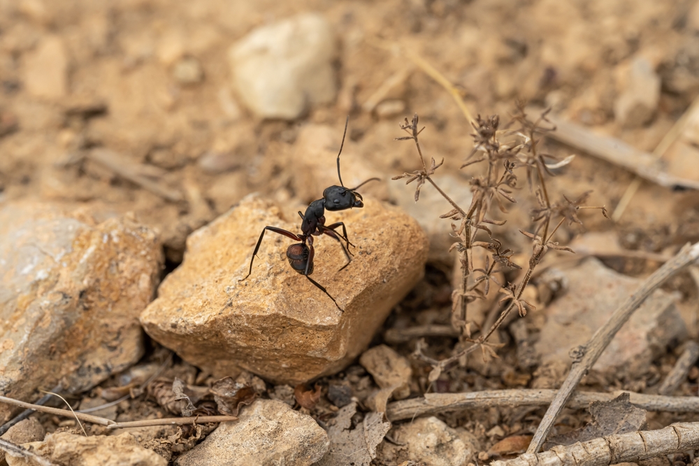 Carpenter,Ant,(camponotus),On,A,Dry,Stone