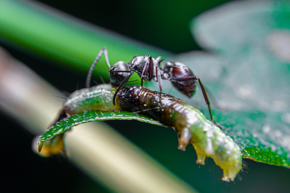 The,Black,Ant,Is,Trying,To,Carry,The,Dead,Caterpillar