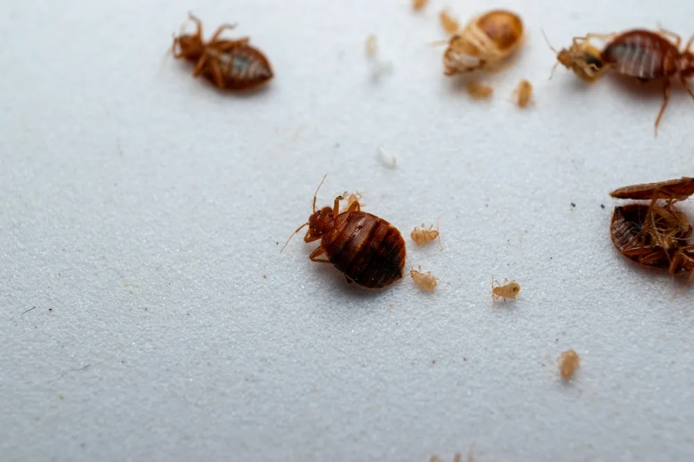 Dead,Bedbugs,On,A,White,Background