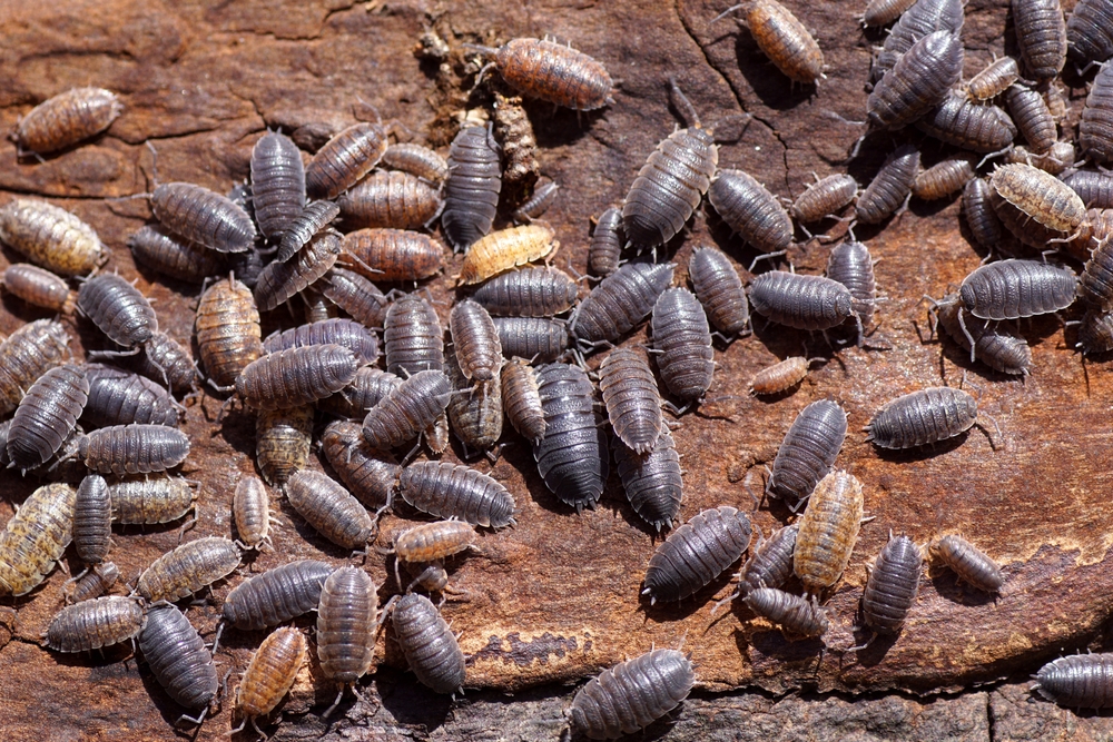 Many,Common,Rough,Woodlice,,Rough,Woodlouse,(porcellio,Scaber),,Family,Porcellionidae