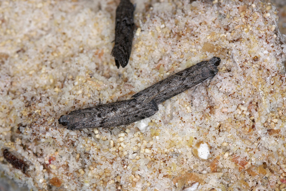 The,Mediterranean,Flour,Moth,Or,Mill,Moth,(ephestia,Kuehniella),Is